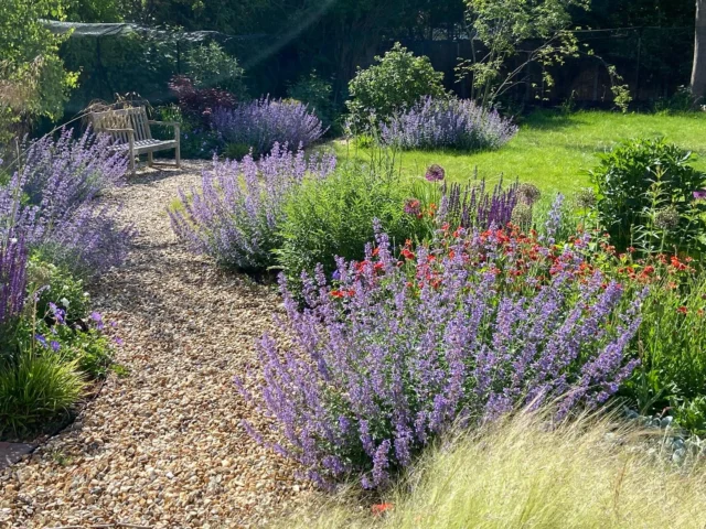We are always proud to showcase our work here on Insta 💚🙏

This garden in London was build and planted in 2024. Only one year later and the planting looks lush and colourful, with overspilling planting softening gravel path and patio. 

The main focus is a wildlife friendly, naturalistic planting border across the width of the garden separating patio from the lawn, with a gravel path leading into the back crossing the main border. 

It was transformed from an unloved, neglected garden into a little paradise. Very much enjoyed by the happy owners. 

Swipe to the end for a BEFORE picture. 

#greenarden_design #plantingdesign #surreygardens #lovemyjob 
@swlondonlandscapes